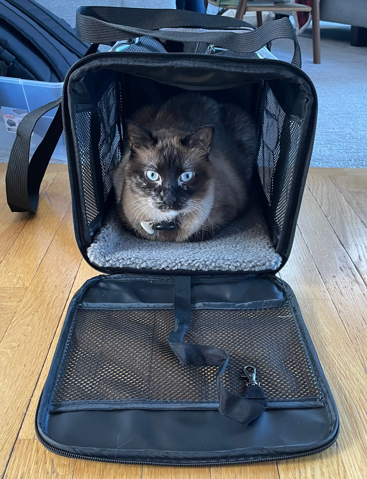 Kass puhkab kodus avatud pehmes transpordikotis.